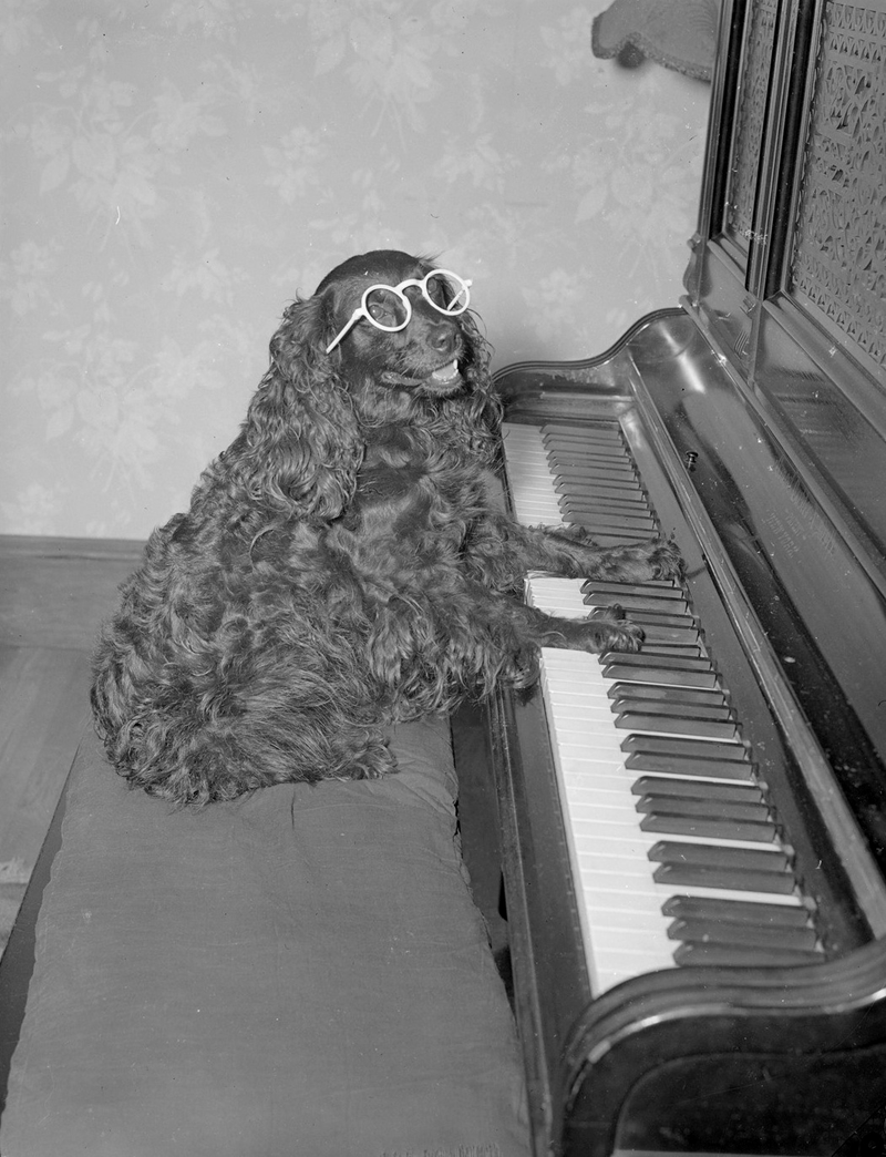 Illustration for article titled Even In The 1900s, Humans Were Obsessed With Photos Of Dogs In Clothes